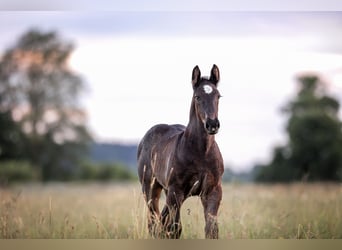 Percheron, Stallion, Foal (05/2024), 16,3 hh, Black