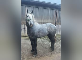 Percheron, Stallone, 4 Anni, Falbo baio