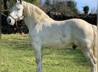 Percheron, Stallone, 10 Anni