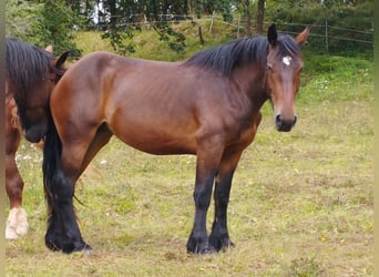 Percheron Blandning, Sto, 3 år, 170 cm, Brun