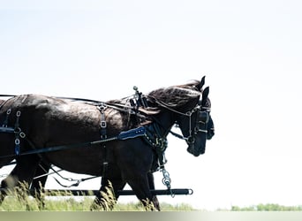 Percheron Blandning, Sto, 8 år, 168 cm, Svart