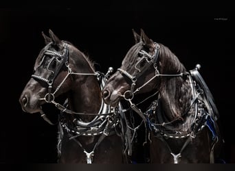 Percheron Blandning, Sto, 8 år, 168 cm, Svart