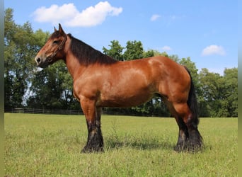 Percheron, Stute, 10 Jahre, 178 cm, Rotbrauner