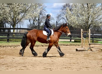 Percheron, Stute, 10 Jahre, 178 cm, Rotbrauner