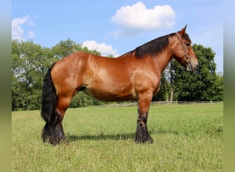 Percheron, Stute, 10 Jahre, 178 cm, Rotbrauner