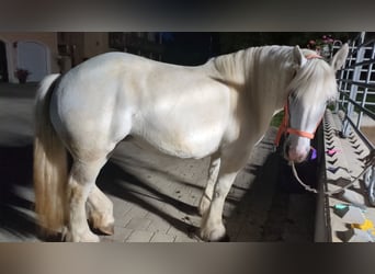 Percheron, Stute, 12 Jahre, 159 cm, Schimmel