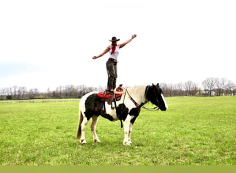 Percheron, Stute, 12 Jahre, 173 cm, Tobiano-alle-Farben