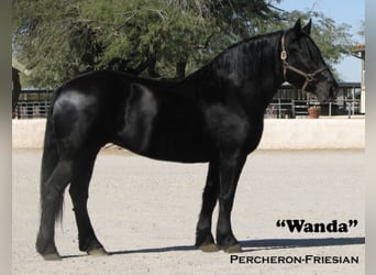 Percheron Mix, Stute, 13 Jahre, 160 cm, Rappe