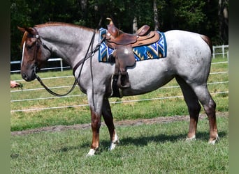 Percheron Mix, Stute, 3 Jahre, 163 cm, Roan-Red