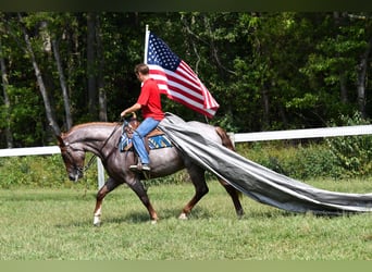 Percheron Mix, Stute, 3 Jahre, 163 cm, Roan-Red