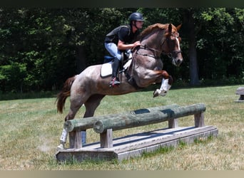 Percheron Mix, Stute, 3 Jahre, 163 cm, Roan-Red