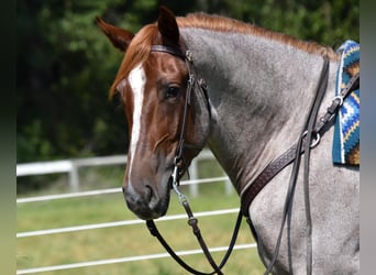 Percheron Mix, Stute, 3 Jahre, 163 cm, Roan-Red