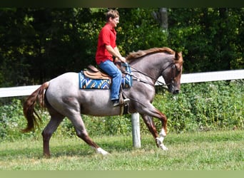 Percheron Mix, Stute, 3 Jahre, 163 cm, Roan-Red