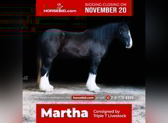 Percheron Mix, Stute, 3 Jahre, 170 cm, Rappe