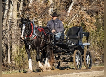 Percheron Mix, Stute, 3 Jahre, 170 cm, Rappe