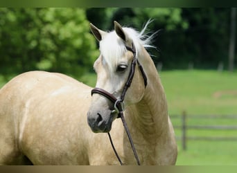Percheron Mix, Stute, 4 Jahre, 157 cm, Palomino
