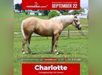 Percheron Mix, Stute, 4 Jahre, 157 cm, Palomino