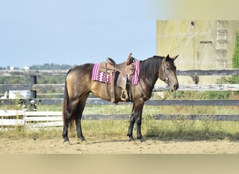 Percheron Mix, Stute, 4 Jahre, 160 cm, Buckskin