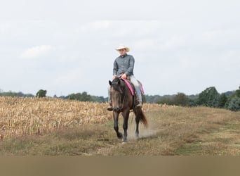 Percheron Mix, Stute, 4 Jahre, 160 cm, Buckskin