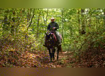 Percheron Mix, Stute, 4 Jahre, 160 cm, Buckskin