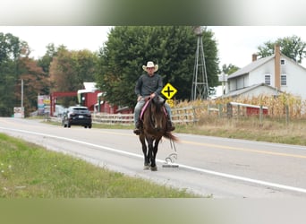Percheron Mix, Stute, 4 Jahre, 160 cm, Buckskin