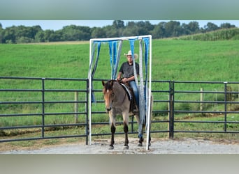 Percheron Mix, Stute, 4 Jahre, 160 cm, Roan-Bay