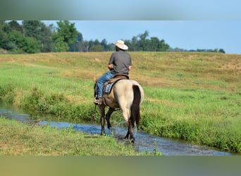 Percheron Mix, Stute, 4 Jahre, 160 cm, Roan-Bay