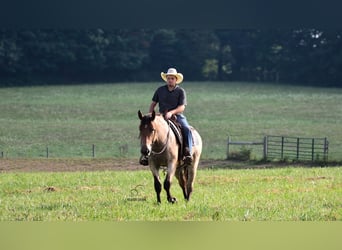 Percheron Mix, Stute, 4 Jahre, 160 cm, Roan-Bay