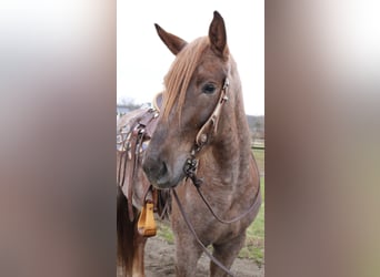 Percheron Mix, Stute, 4 Jahre, 165 cm, Roan-Red