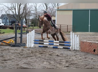 Percheron Mix, Stute, 4 Jahre, 165 cm, Roan-Red