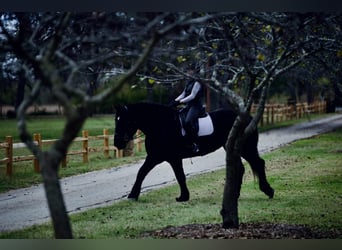 Percheron, Stute, 4 Jahre, 173 cm, Rappe