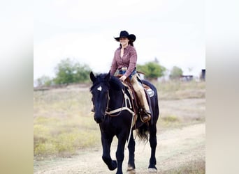 Percheron, Stute, 4 Jahre, 173 cm, Rappe