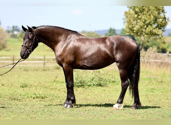 Percheron Mix, Stute, 4 Jahre, Rappe