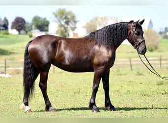 Percheron Mix, Stute, 4 Jahre, Rappe