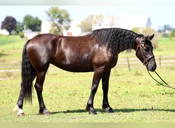 Percheron Mix, Stute, 4 Jahre, Rappe