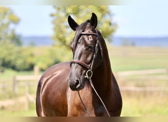 Percheron Mix, Stute, 4 Jahre, Rappe