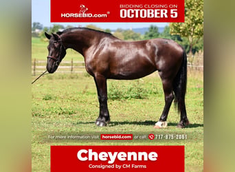 Percheron Mix, Stute, 4 Jahre, Rappe