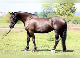 Percheron Mix, Stute, 4 Jahre, Rappe