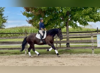 Percheron Mix, Stute, 4 Jahre, Rappe
