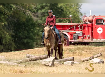 Percheron Mix, Stute, 5 Jahre, 160 cm, Buckskin