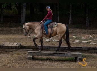 Percheron Mix, Stute, 5 Jahre, 160 cm, Buckskin