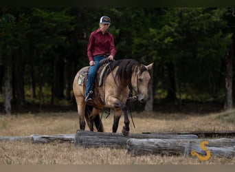 Percheron Mix, Stute, 5 Jahre, 160 cm, Buckskin