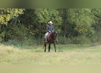 Percheron Mix, Stute, 5 Jahre, 160 cm, Buckskin