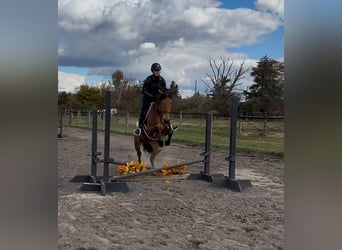 Percheron Mix, Stute, 5 Jahre, 163 cm, Rotbrauner