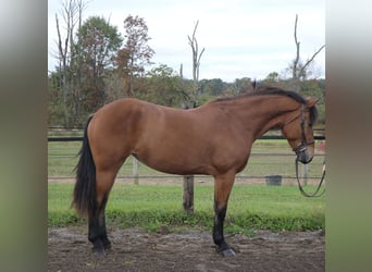 Percheron Mix, Stute, 5 Jahre, 163 cm, Rotbrauner