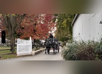 Percheron Mix, Stute, 5 Jahre, 165 cm, Schimmel