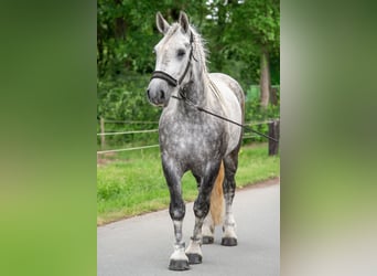 Percheron, Stute, 5 Jahre, 167 cm, Apfelschimmel