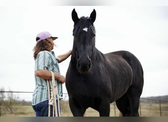 Percheron, Stute, 5 Jahre, 173 cm, Rappe