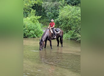 Percheron Mix, Stute, 5 Jahre, Rappe
