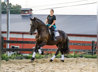 Percheron Mix, Stute, 5 Jahre, Rappe